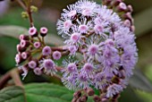 EUPATORIUM SORDIDUM