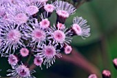 EUPATORIUM SORDIDUM