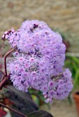 EUPATORIUM SORDIDUM