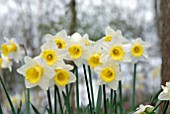 NARCISSUS BRUNSWICK HYBRID