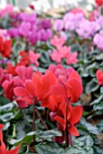 CYCLAMEN PERSICUM