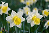 NARCISSUS TROUSSEAU