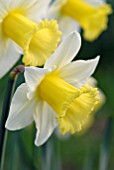 NARCISSUS TROUSSEAU