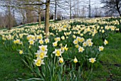 A MASS OF NARCISSUS TROUSSEAU ON A HILLSIDE AT OZLEWORTH PARK, GLOUCESTERSHIRE