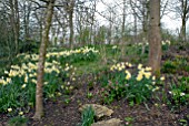 NARCISSUS BRUNSWICK HYBRID IN WOODLAND GARDEN AT OZLEWORTH PARK, GLOUCESTERSHIRE