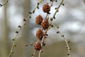 CONES OF LARIX EUROPAEA