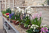 DISPLAY OF ORCHIDS, HYACINTHS ETC ON STAGING IN GLASSHOUSE