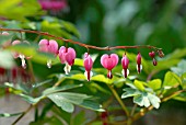 DICENTRA SPECTABILIS