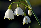 LEUCOJUM AESTIVUM