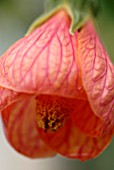 ABUTILON SOUVENIR DE BONN