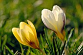 CROCUS KOROLKOWII AND CROCUS CHRYSANTHUS VARIETY