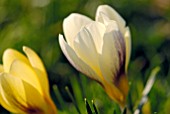 CROCUS CHRYSANTHUS VARIETY WITH YELLOW CROCUS KOROLKOWII ON LEFT