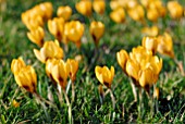 CROCUS KOROLKOWII