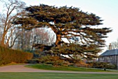 CEDRUS LIBANI, CEDAR OF LEBANON AT OZLEWORTH PARK, GLOUCESTERSHIRE