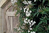 JASMINIUM OFFICINALE GROWING IN GLASSHOUSE