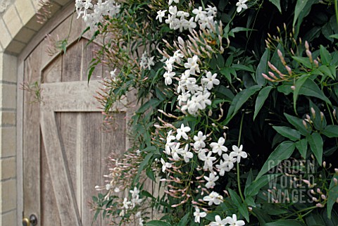 JASMINIUM_OFFICINALE_GROWING_IN_GLASSHOUSE