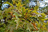 AUTUMN LEAVES OF QUERCUS PALUSTRIS