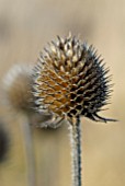 DIPSACUS ASPER SEEDHEAD IN WINTER