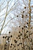 DIPSACUS ASPER SEEDHEADS IN WINTER