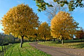 AVENUE OF TILIA TORMENTOSA BRABANT AUTUMN COLOUR, OZLEWORTH PARK, GLOUCESTERSHIRE