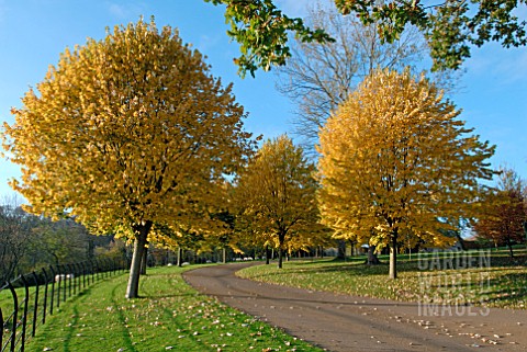 AVENUE_OF_TILIA_TORMENTOSA_BRABANT_AUTUMN_COLOUR_OZLEWORTH_PARK_GLOUCESTERSHIRE