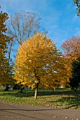 TILIA TORMENTOSA BRABANT AUTUMN COLOUR