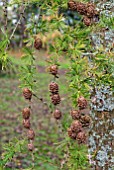 CONES OF LARIX EUROPAEA