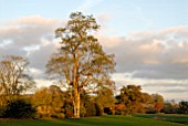 AUTUMN SUNLIGHT ON A ROBINIA PSEUDOACACIA AT OZLEWORTH PARK, GLOUCESTERSHIRE