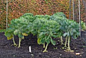 BRUSSEL SPROUTS BEHIND NETTING