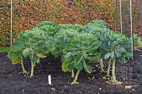BRUSSEL_SPROUTS_BEHIND_NETTING