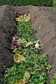 COMPOSTING IN THE VEGETABLE GARDEN AT OZLEWORTH PARK, GLOUCESTERSHIRE