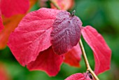 WATER DROPLETS ON AUTUMN LEAVES OF PARROTIA PERSICA