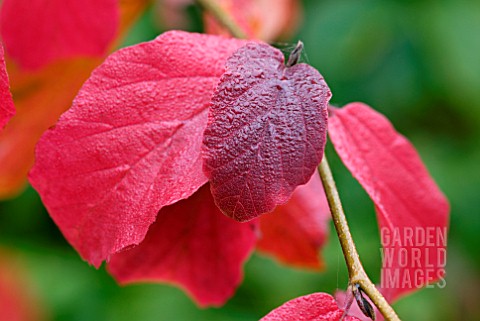 WATER_DROPLETS_ON_AUTUMN_LEAVES_OF_PARROTIA_PERSICA