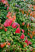 AUTUMN LEAVES OF PARROTIA PERSICA