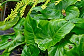 AUTUMN LEAVES OF ZANTEDESCHIA AETHIOPICA