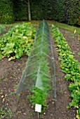 PROTECTED CARROTS IN VEGETABLE GARDEN IN AUTUMN