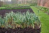 LEEKS IN VEGETABLE GARDEN AT OZLEWORTH PARK, GLOUCESTERSHIRE