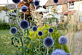 ECHINOPS BANNATICUS IN BORDER