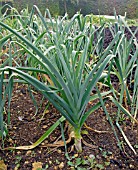 LEEKS IN VEGETABLE GARDEN AT OZLEWORTH PARK, GLOUCESTERSHIRE