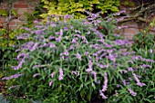 SALVIA LEUCANTHA