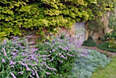 SALVIA LEUCANTHA IN WALLED GARDEN AT OZLEWORTH PARK, GLOUCESTERSHIRE