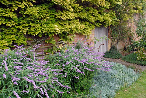 SALVIA_LEUCANTHA_IN_WALLED_GARDEN_AT_OZLEWORTH_PARK_GLOUCESTERSHIRE