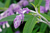 SALVIA LEUCANTHA