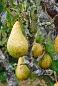 PEARS ON PEAR TREE