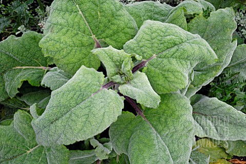 SALVIA_SCLAREA_VAR_TURKESTANICA