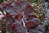 COTINUS COGGYGRIA ROYAL PURPLE AUTUMN LEAVES