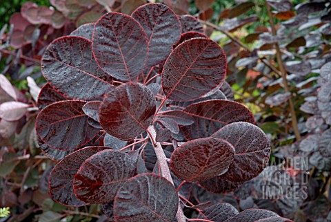 COTINUS_COGGYGRIA_ROYAL_PURPLE_AUTUMN_LEAVES