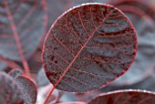 COTINUS COGGYGRIA ROYAL PURPLE AUTUMN LEAF