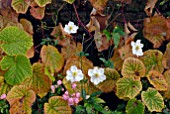 ANEMONE HONORINE JOBERT WITH VITIS COIGNETIAE