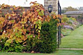 VITIS COIGNETIAE AND AUTUMN BORDERS AT OZLEWORTH PARK, GLOUCESTERSHIRE